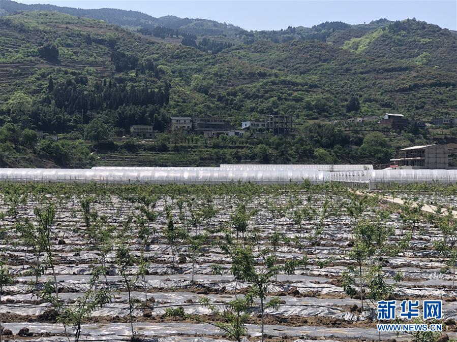 (決戰決勝脫貧攻堅·圖文互動)(2)野奶角又見春天