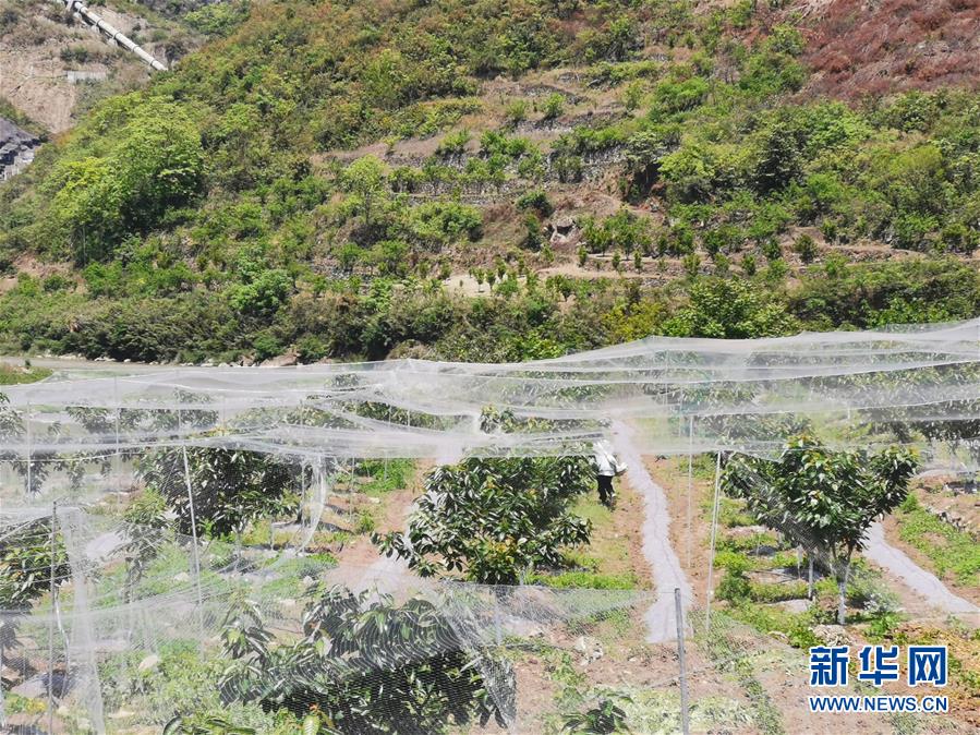 (決戰決勝脫貧攻堅·圖文互動)(4)野奶角又見春天