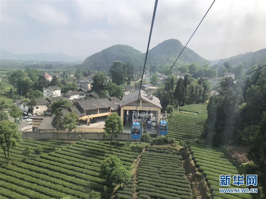 (決戰(zhàn)決勝脫貧攻堅(jiān)·圖文互動(dòng))人均一畝茶 如此富萬(wàn)家——貴州鳳岡茶產(chǎn)業(yè)的嬗變