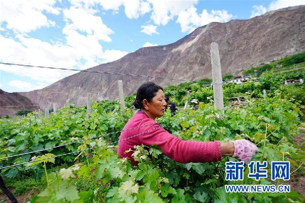 （決戰決勝脫貧攻堅&middot;圖文互動）（2）西藏昌都&ldquo;甜蜜&rdquo;產業助脫貧