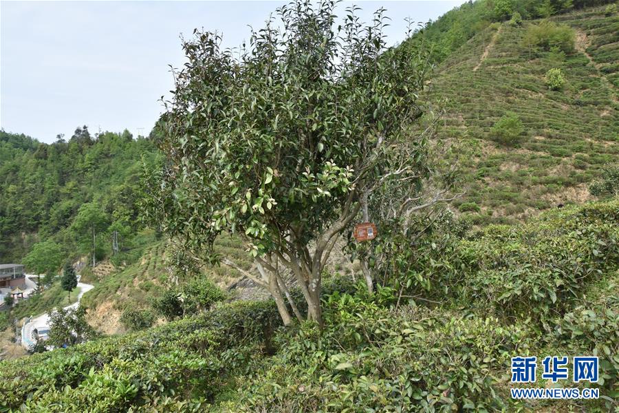 (圖片互動)(2)再訪貴州極貧鄉鎮看“四變”