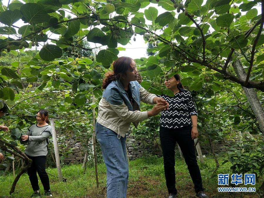 (新華全媒頭條·圖文互動)(10)初夏,循著總書記的腳步探訪產業扶貧新事