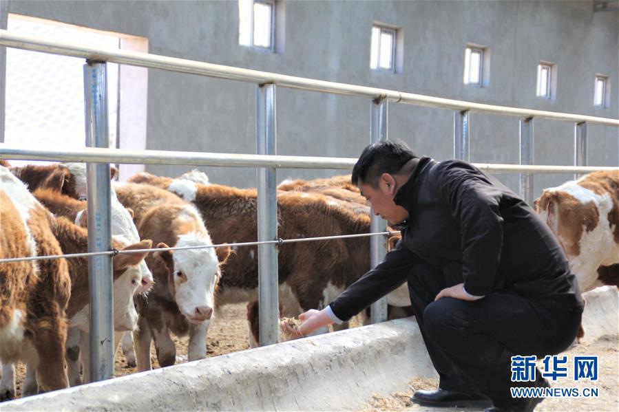 (脫貧攻堅(jiān)·扶貧印記)(4)“牛書記”帶領(lǐng)牧民發(fā)展“牛產(chǎn)業(yè)”助力脫貧