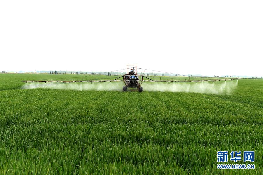 （在習近平新時代中國特色社會主義思想指引下——新時代新作為新篇章·習近平總書記關切事·圖文互動）（10）新農事、新希望——夏收前田間新動態掃描