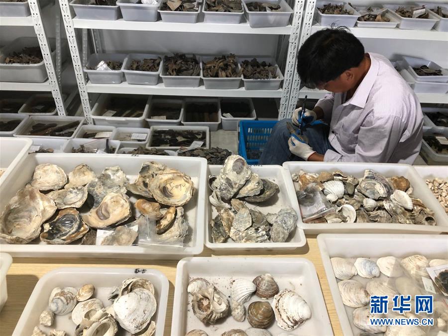 (圖文互動)(4)浙江余姚發現早于河姆渡文化1000年的史前遺址