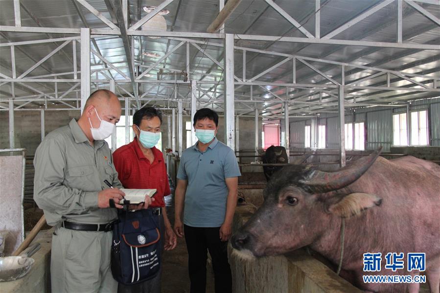 (決戰決勝脫貧攻堅·圖文互動)(1)駐村第一書記當起“蝦農”“牛倌”