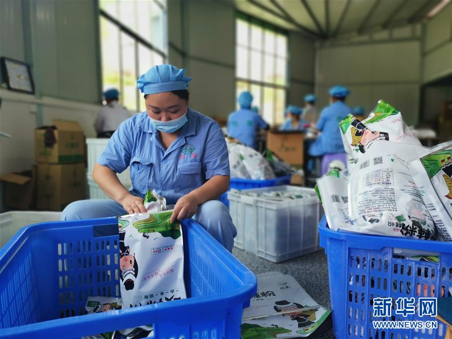 (決戰決勝脫貧攻堅·圖文互動)(2)貴州思南:發展“紅薯經濟”助脫貧