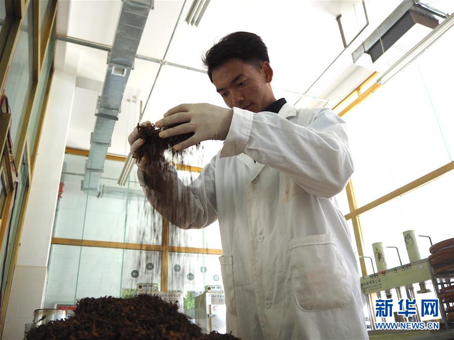 （圖文互動）（2）高山下的&ldquo;扶貧藏雪茶&rdquo;