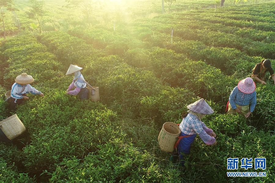 (新華全媒頭條·走向我們的小康生活·圖文互動)(7)留住鄉愁留住美——千村競秀綴瓊州
