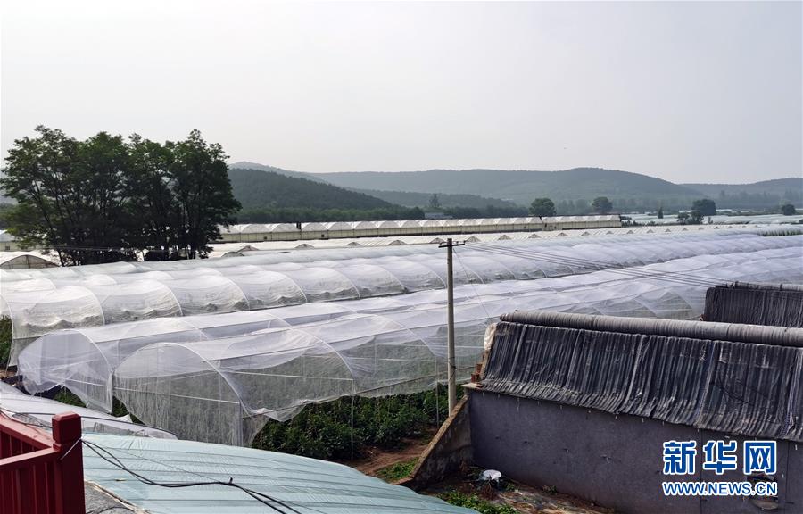 (決戰(zhàn)決勝脫貧攻堅(jiān)·圖文互動)(2)西紅柿小鎮(zhèn)的“致富經(jīng)”