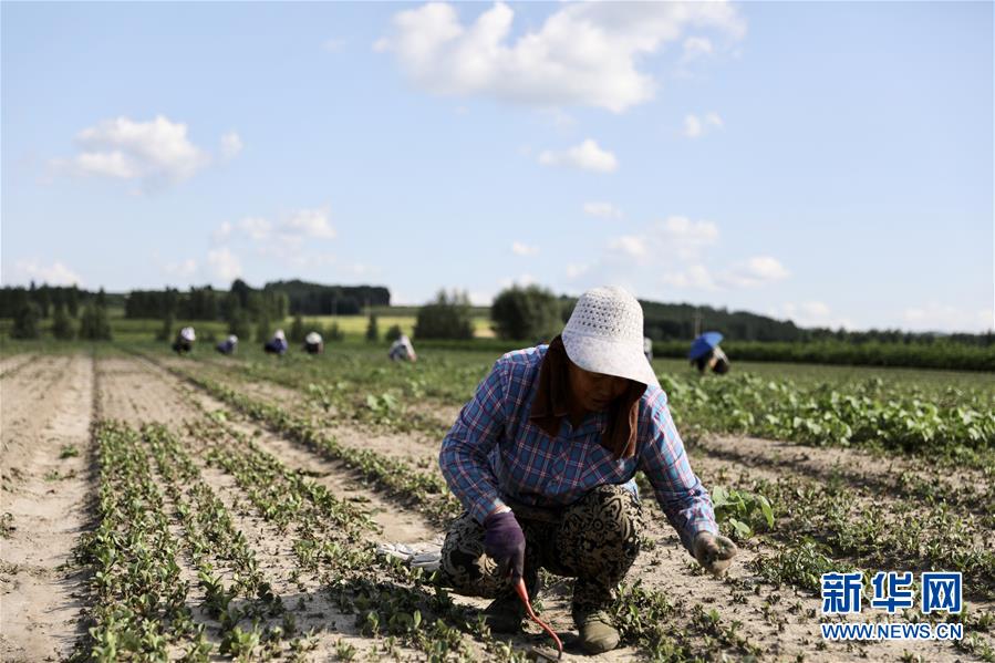 (決戰(zhàn)決勝脫貧攻堅(jiān)·圖文互動)(1)脫貧致富新“良藥”