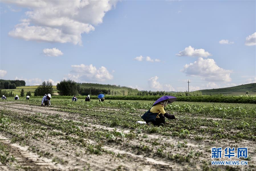 (決戰(zhàn)決勝脫貧攻堅(jiān)·圖文互動)(2)脫貧致富新“良藥”