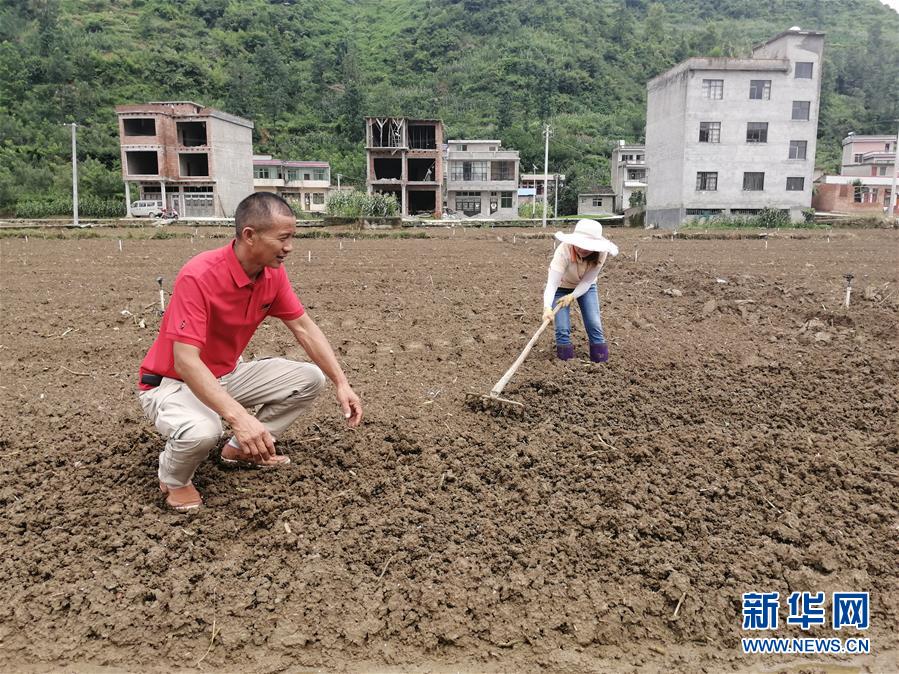 （決戰(zhàn)決勝脫貧攻堅(jiān)·圖文互動）（2）貴州：農(nóng)業(yè)保險“花小錢”保收入穩(wěn)市場
