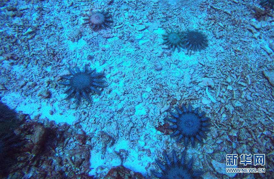 (圖文互動)(2)中沙群島綜合科學(xué)考察項目2020年度綜合航次任務(wù)完成