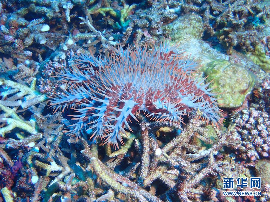 (圖文互動)(3)中沙群島綜合科學(xué)考察項目2020年度綜合航次任務(wù)完成