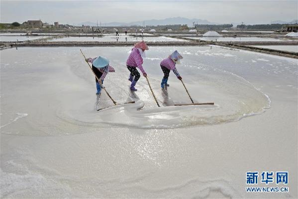 #(社會)(1)福建泉州:防御臺風(fēng) 搶收原鹽