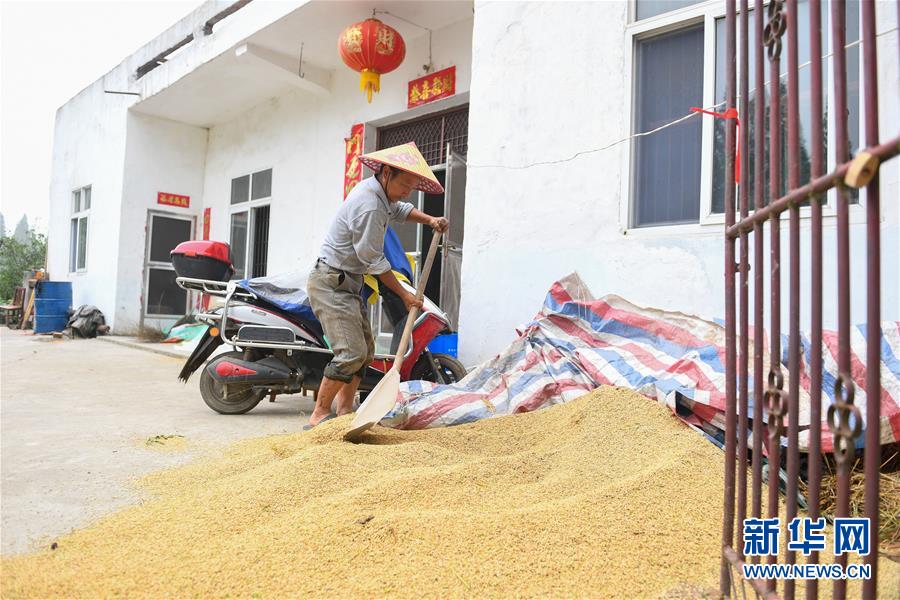 （新華視點(diǎn)·聚焦餐桌外的浪費(fèi)·圖文互動）（2）農(nóng)戶儲糧損失達(dá)8%！設(shè)施普遍簡陋，蟲害霉變堪憂