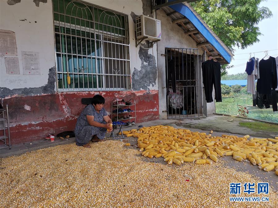 （新華視點(diǎn)·聚焦餐桌外的浪費(fèi)·圖文互動）（3）農(nóng)戶儲糧損失達(dá)8%！設(shè)施普遍簡陋，蟲害霉變堪憂