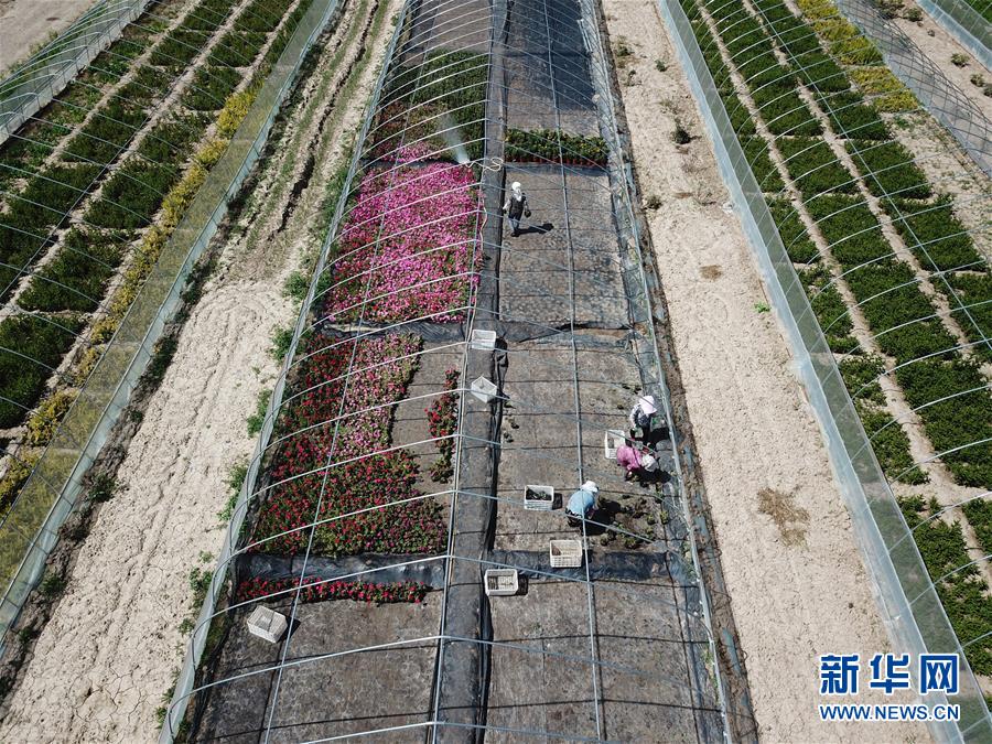 (新華全媒頭條·走向我們的小康生活·圖文互動)(1)“苦甲”不再,“甘味”綿長——脫貧攻堅的甘肅味道