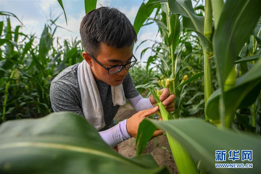 (新華全媒頭條·圖文互動)(7)為現代農業探新路——來自吉林梨樹的田野報告
