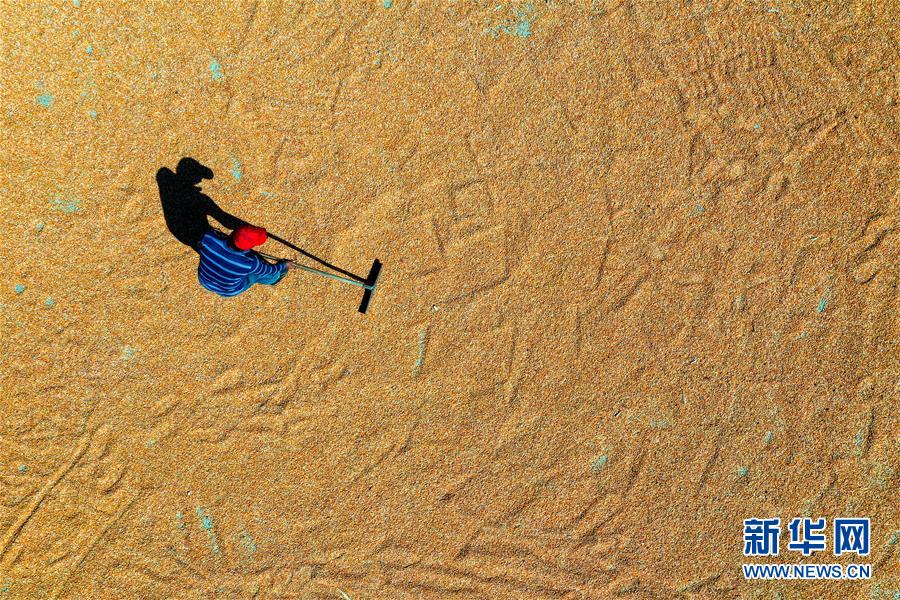 (新華全媒頭條·圖文互動)(6)天道酬勤的大地贊歌——寫在第三個中國農民豐收節之際