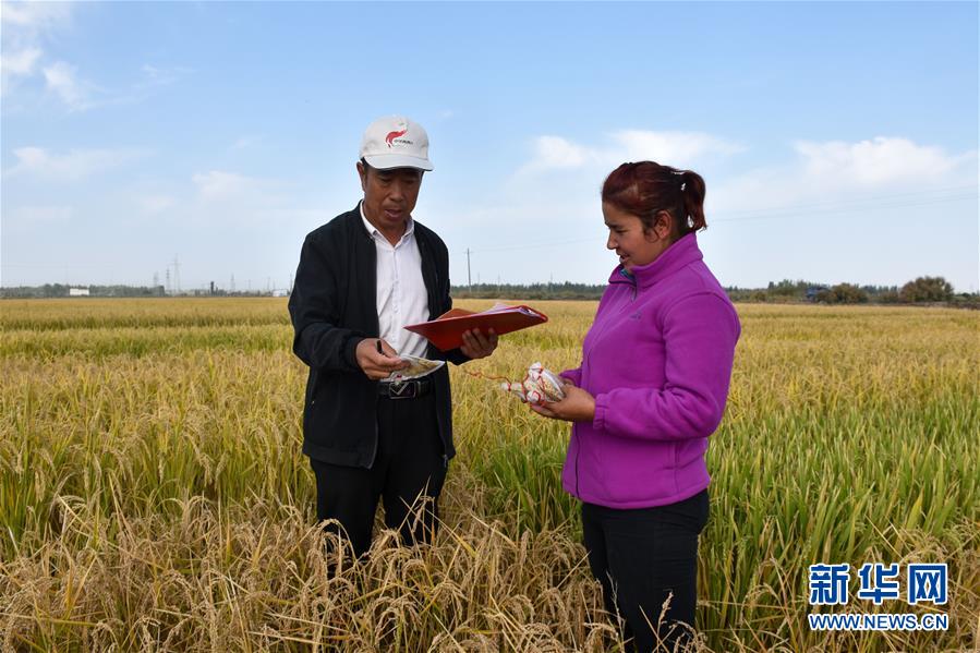 (圖文互動(dòng))(3)我在塔克拉瑪干沙漠種水稻