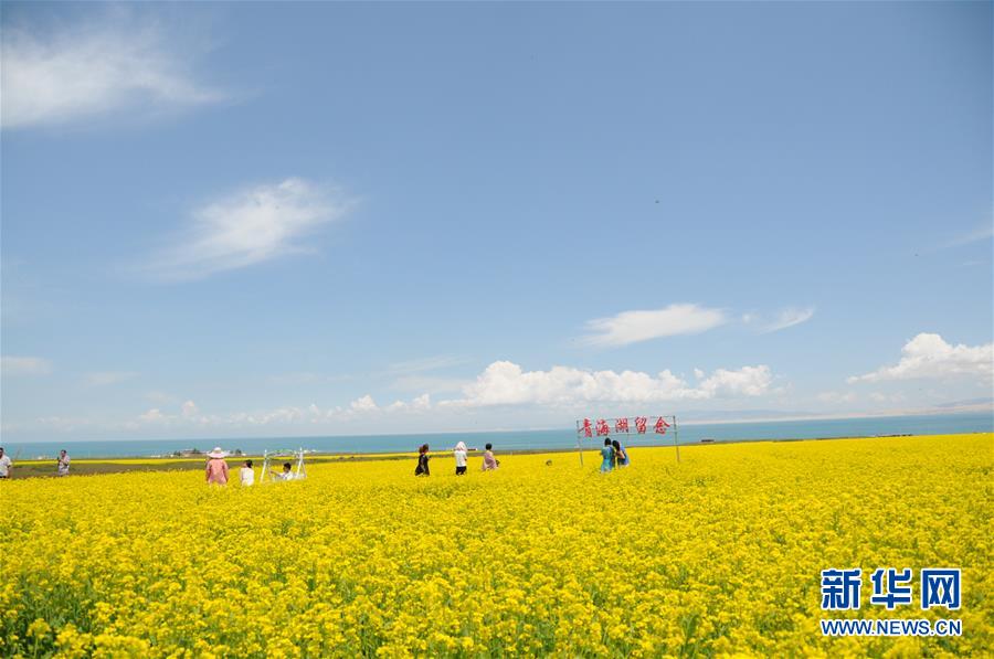 (新華全媒頭條·圖文互動)(8)大湖見證 ——持續保護讓青海湖生態華麗“蝶變”