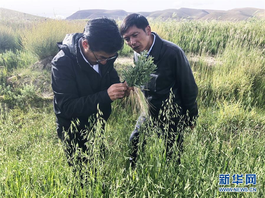 (新華全媒頭條·圖文互動)(4)愿做高原一粒種 化作金穗撒人間——追記我國青稞研究專家尼瑪扎西