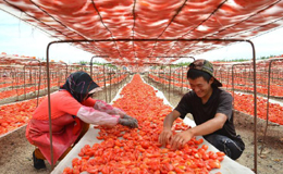 新疆兵團(tuán):提高番茄附加值 迎來出口開門紅
