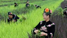 貴州臺江:陽芳村民種出五彩生活