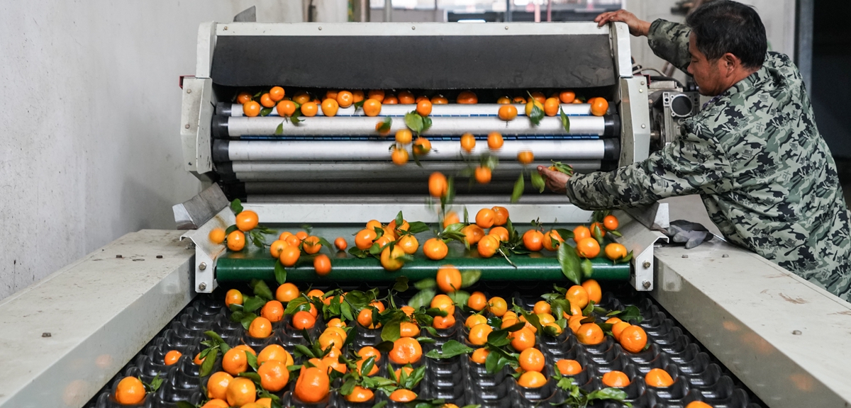 共享發展讓山區小柑桔變成致富大產業