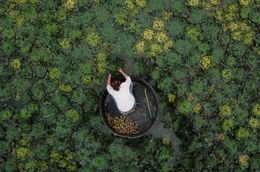 浙江湖州:秋風(fēng)起 采菱忙