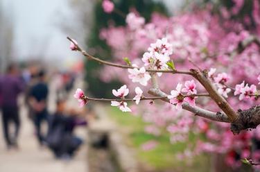 陜西西安:桃花灼灼斗春芳
