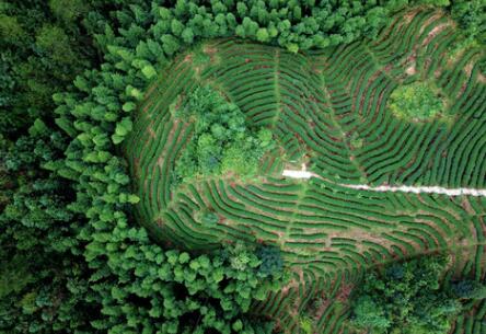 福建龍巖：高效用地，提升生態環境水平