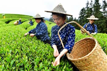 武夷山:生態(tài)茶園 祭茶喊山