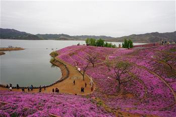 河北遷西:花海醉游人
