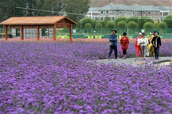 甘肅:鄉村旅游讓農民享受“綠色收益”