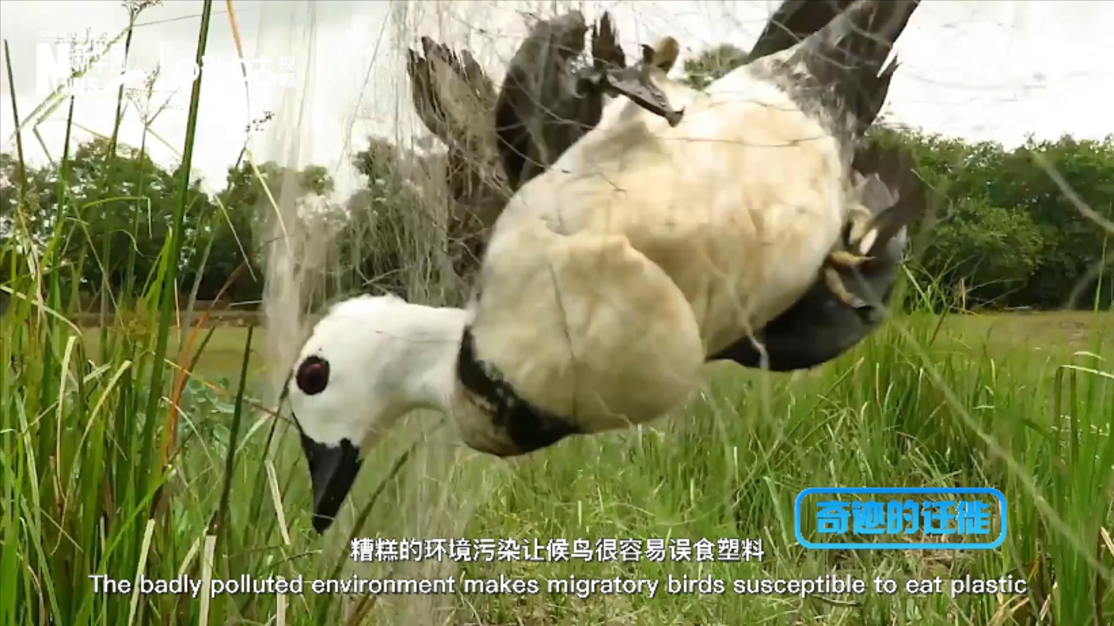 棲息地減少、環(huán)境污染、捕殺正威脅著候鳥(niǎo)的生存