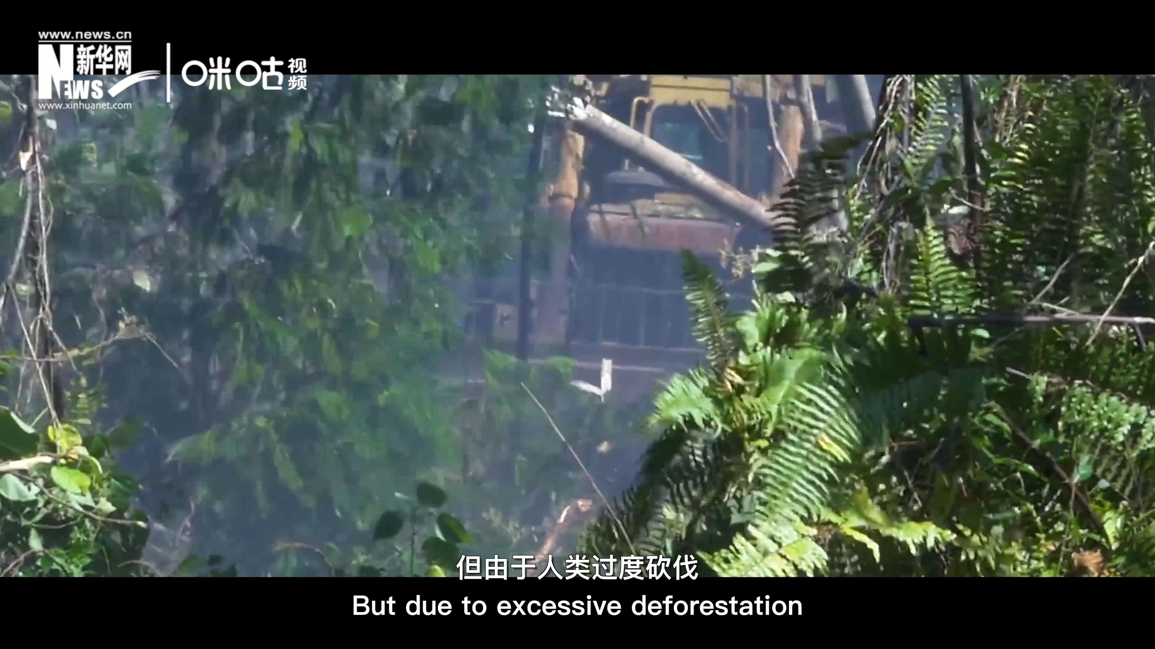 自1990年到現在，全球森林面積減少了1.78億公頃