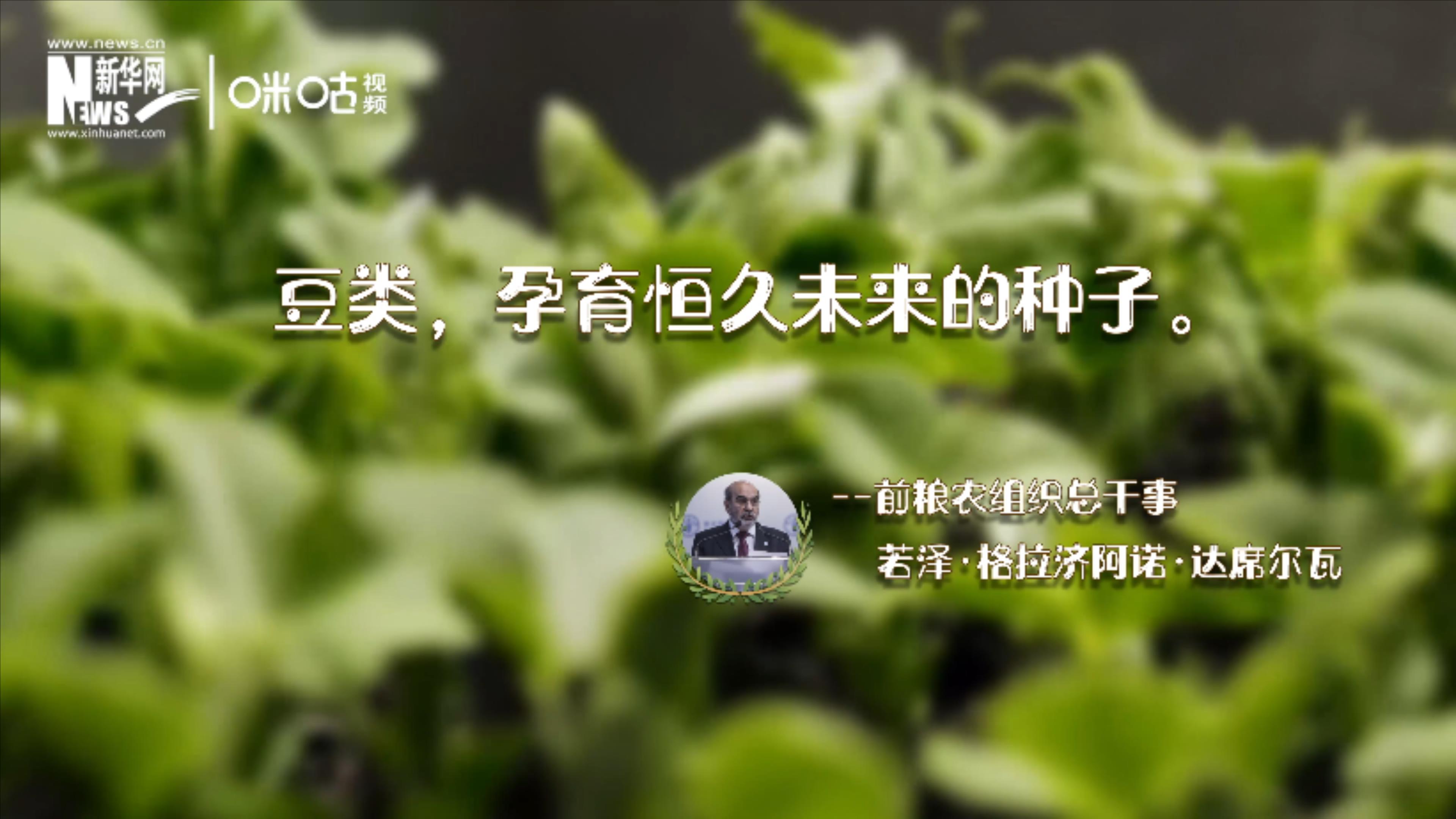 豆類，孕育恒久未來的種子