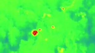 云南野生象群的奇幻之旅：紅外監(jiān)測(cè)——夕陽鄉(xiāng)大雨 象群抱團(tuán)取暖