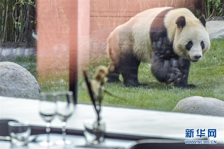 (國(guó)際)(6)哥本哈根動(dòng)物園熊貓館向公眾開放