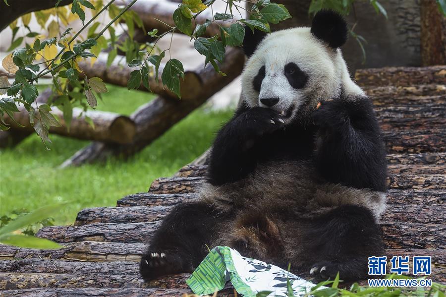 (國際)(1)莫斯科動物園為大熊貓“如意”和“丁丁”慶生