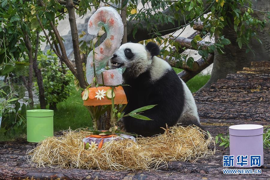 (國際)(3)莫斯科動物園為大熊貓“如意”和“丁丁”慶生
