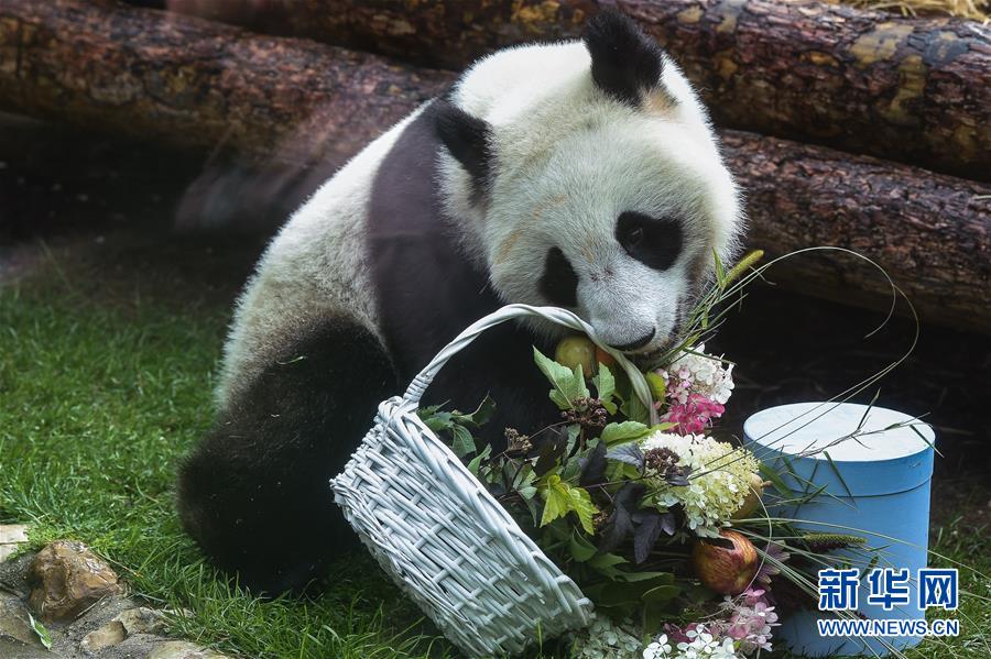 (國際)(4)莫斯科動物園為大熊貓“如意”和“丁丁”慶生