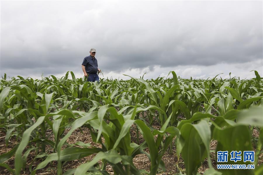 (國際·圖文互動)(3)通訊:貿易戰凸顯美國農業發展隱憂