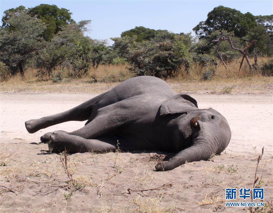 (國(guó)際)(1)博茨瓦納3個(gè)月內(nèi)275頭大象離奇死亡