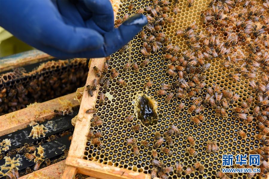 (第三屆進(jìn)博會·圖文互動)(6)通訊:新西蘭的進(jìn)博會味道,甜