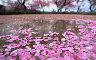 杭州:雨后梅花落滿地