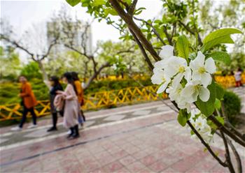 新疆庫爾勒:梨城四月花正香